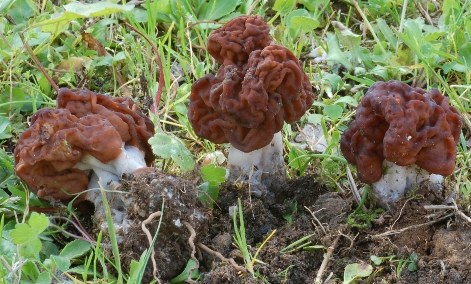 domanda su morchella